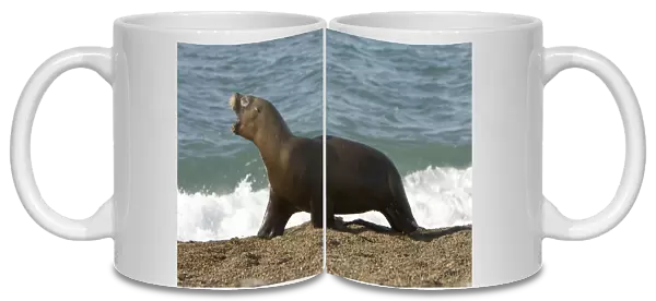 South American Sealion- This adult female sealion was swimming along the shore and was chased by killer whales. Killer whales do not capture the adults but sometimes chase them, perhaps practicing their hunting skills, perhaps as pure harassment