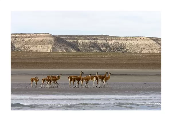 Guanacos on a beach - Photographed from a boat while on a Southern Right whale  /  whale watching excursion Argentina, Province Chubut, Patagonia. Valdes Peninsula