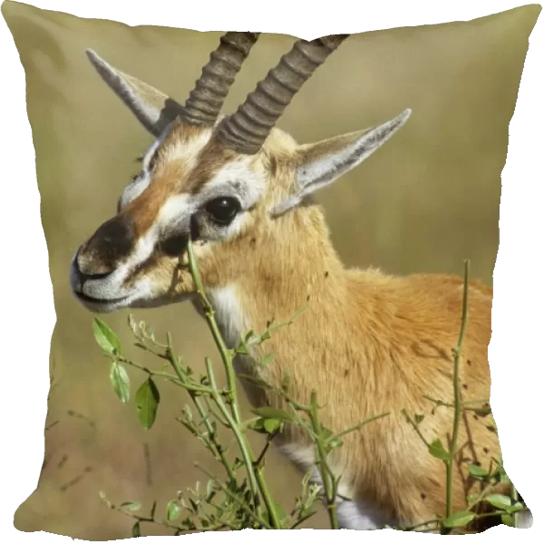 Thomson's Gazelle - territorial scent marking, rubbing secretions from preorbital glands on shrubs