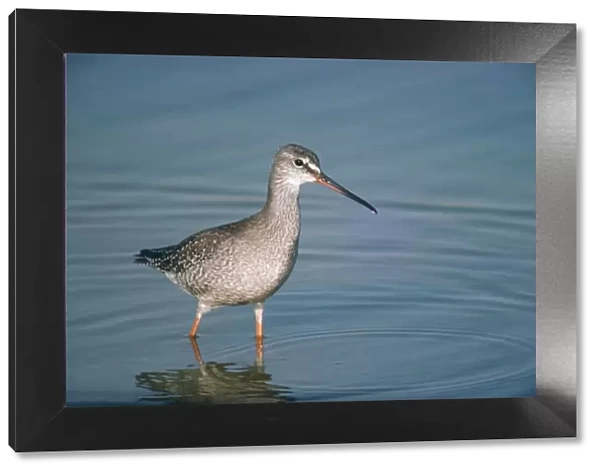 Spotted Redshank - standing in water