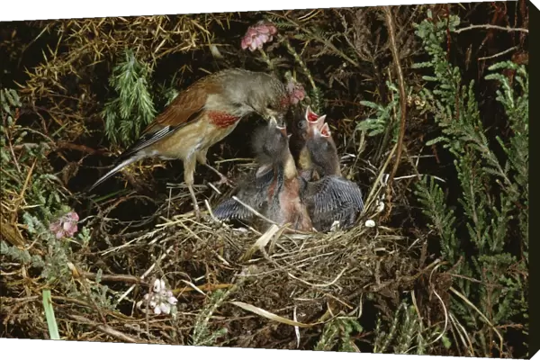Linnet At nest feeding young