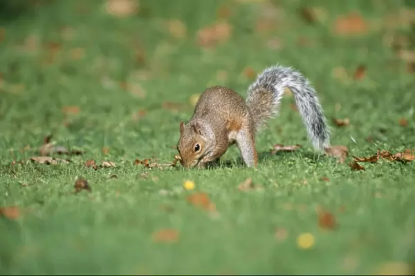 Grey Squirrel Digging lawn