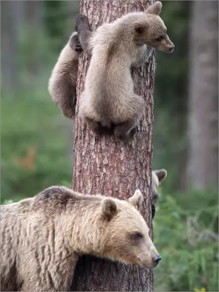 Brown Bear - Young bears clinging on to tree