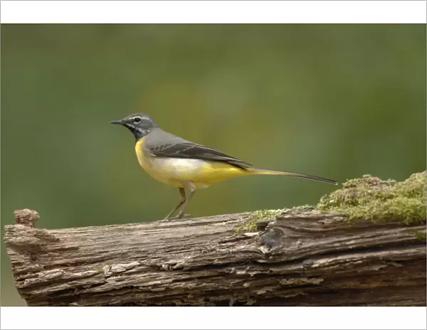 Grey Wagtail - Male standing on log