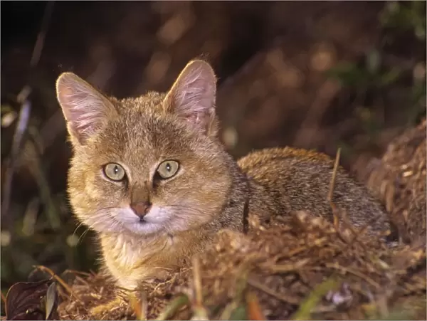 Jungle Cat - Young Keoladeo National Park, India
