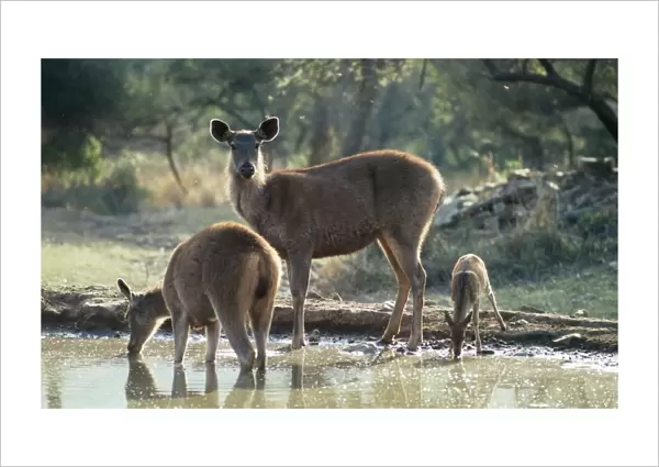 Sambar Deer - & Spotted Deer (Axis axis) at water hole