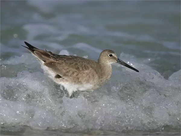 Willet - in winter Florida, USA