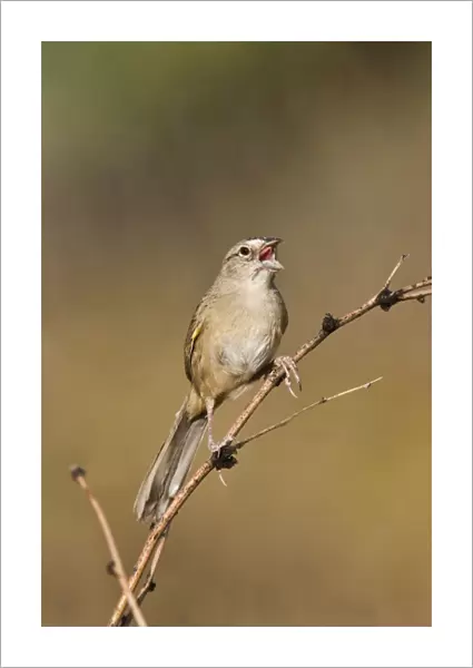 Botteri's Sparrow - singing on territory. Madera Canyon - Arizona - USA. July