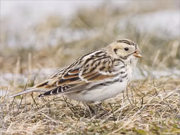 Lapland Longspur  /  Lapland Bunting. Winter in CT, December, USA