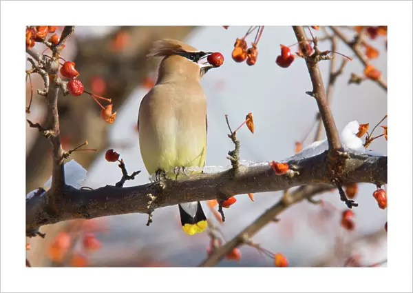 Cedar Waxwing - eating crab apples. Connecticut in January