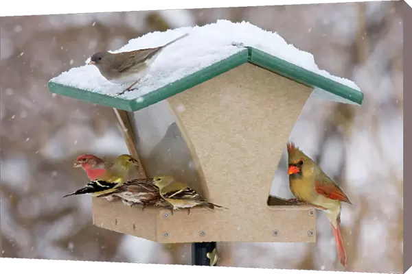 Recycled bird feeder - in winter with cardinal, house finch, junco and goldfinch. Connecticut in February