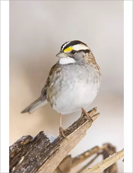 White-throated Sparrow - in winter. Connecticut in December