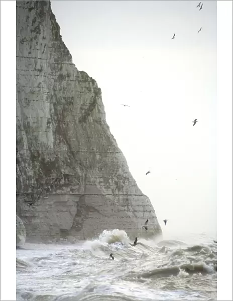 Gulls Over rough seas at the foot of the Seven Sisters East Sussex Coast, UK