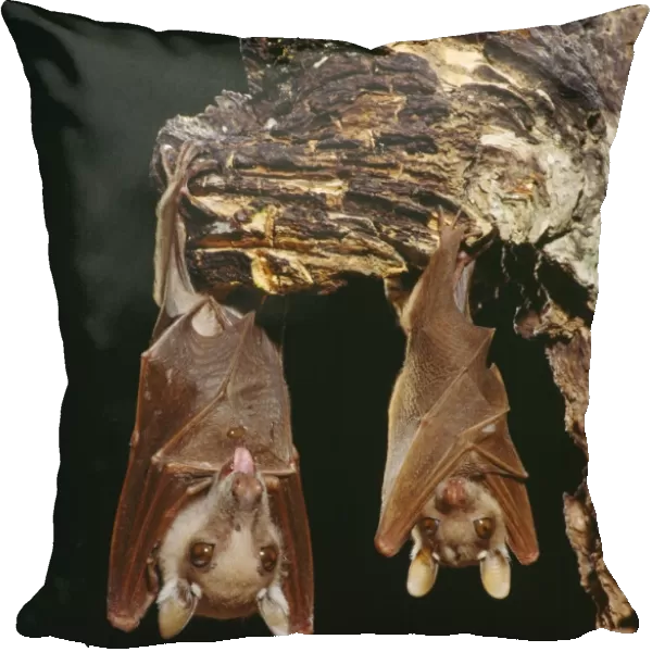 Wahlberg's Epauletted Fruit Bat dist: Somalia to South Africa Angola, Zaire, Cameroon