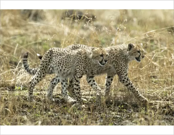 Cheetahs Two walking together TransMara, Maasai Mara, Kenya, Africa