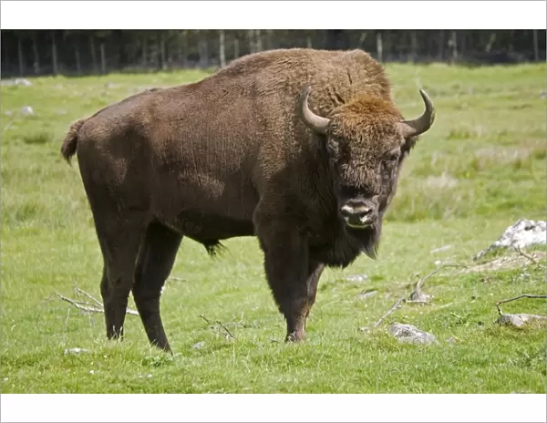 European bison Highland Wildlife Park, Scotland, UK