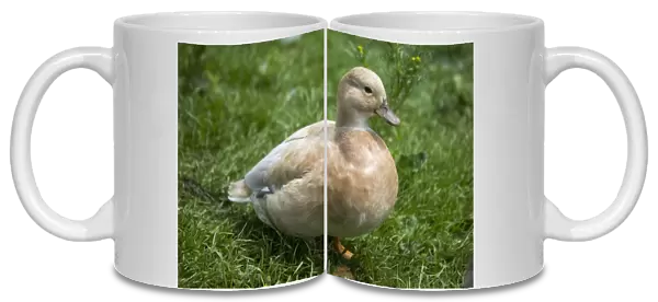 Apricot call duck. Modern Apricot call ducks have a blue gene and when only a single gene is present they are blue, but when two blue genes occur they become apricot - or buff Part of a collection of specialised ducks