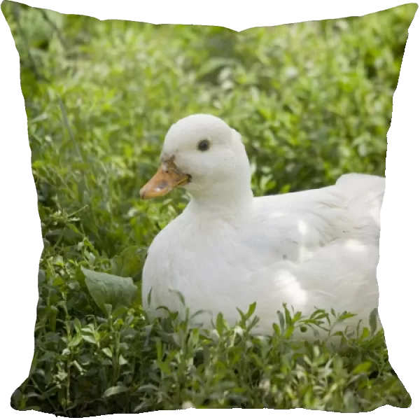 Pekin duck Woolstone UK