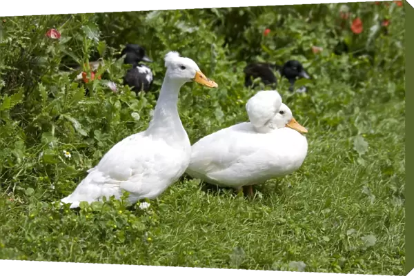 Male and female white crested call duck - showing characteristic crest of male resulting from a skull deformity The crest is largest in the make drake and is made up of a mass of fatty tissue projecting from the back of the cranium