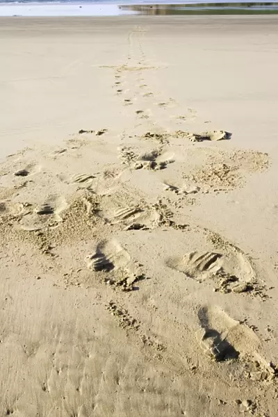 Hooker's sealion - tracks on beach. Serat Bay Catlins - South Island - New Zealand. This is one of the rarest and most endangered species of sealions which were hunted for oil and hide until hunting was banned in 1893