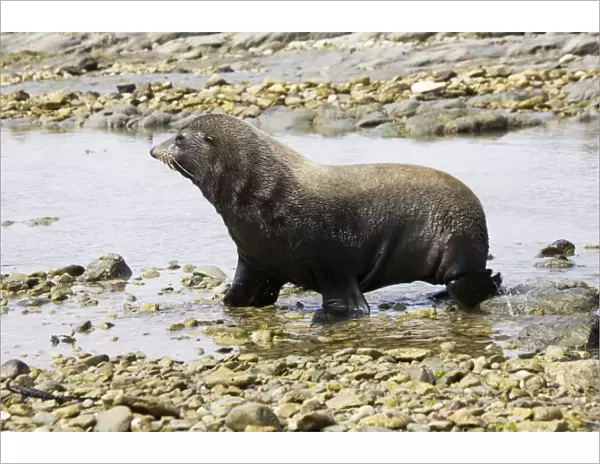 Southern Fur Seal  /  Kokono - walking through rock pool at low tide South Island New Zealand