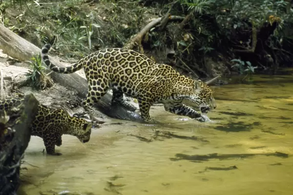 Jaguar - female & 10 week old cub coming to edge of creek, in the wild. Amazonas, Brasil