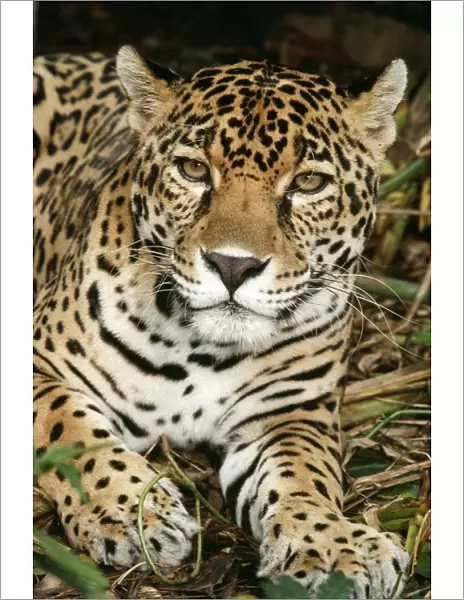 Jaguar South America