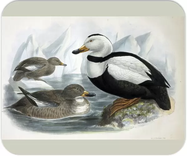 Illustration: Labrador duck- from Rowley 1877