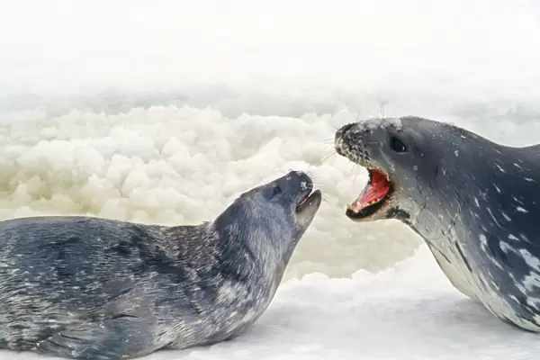 Weddell Seal - 'talking' to pup