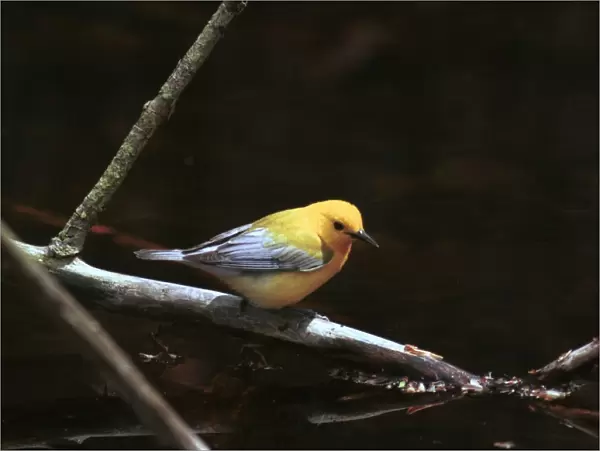 Prothonotary Warbler Rondeau, Canada