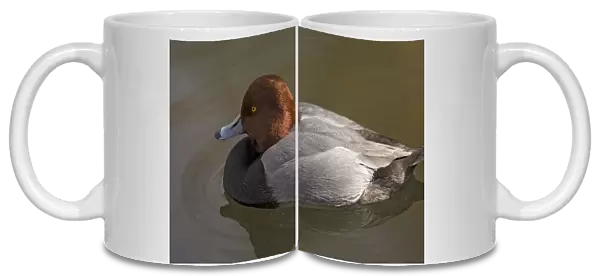 Redhead  /  American Pochard Duck