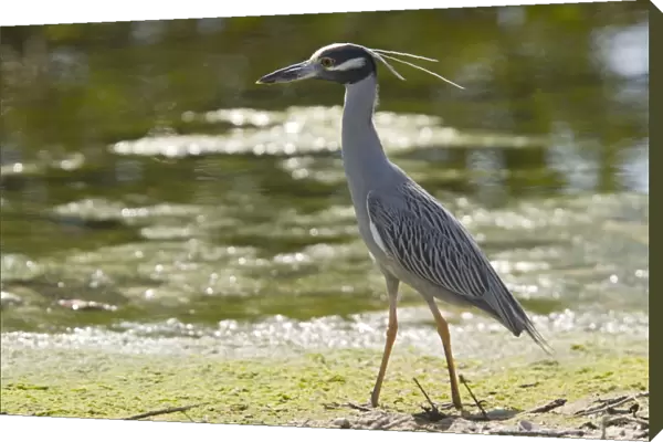 Yellow-crowned night heron. Mainly nocturnal