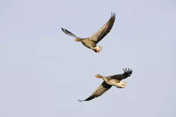 Grey Lag Geese. Two birds in-flight Cleveland, UK