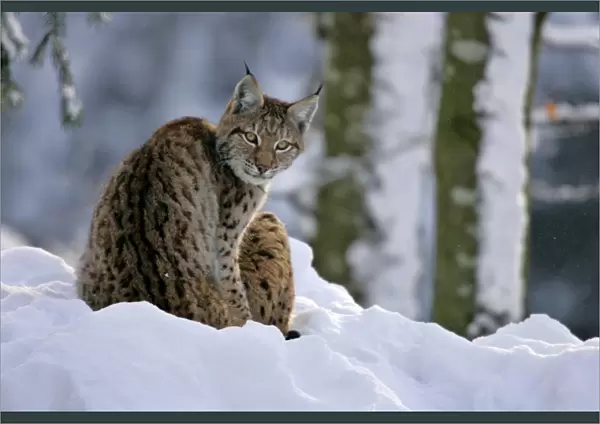 Lynx in winter forest Bavarian Forest National Park, Germany