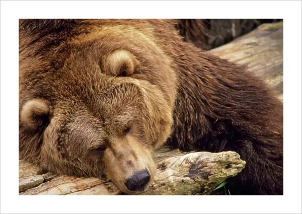 Grizzly Bear - Asleep on dead tree log. Alaska. Ma793