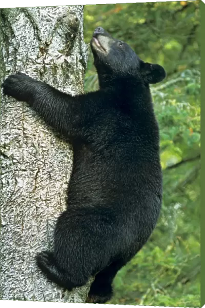 Black Bear - climbing tree. Trees are often a place where black bears feel relatively safe. Minnesota, North America MA1798