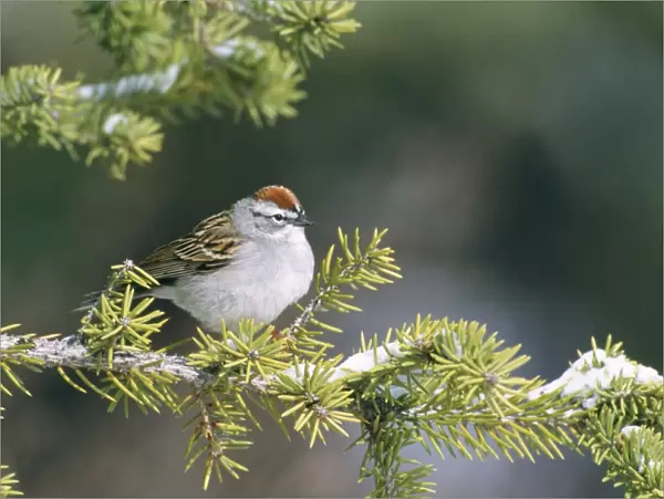 Chipping Sparrow Western USA