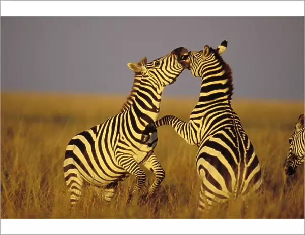 Burchell's  /  Plains  /  Common Zebra - stallions, Dominance behavior. Serengeti National Park, Tanzania. May. 3MB778