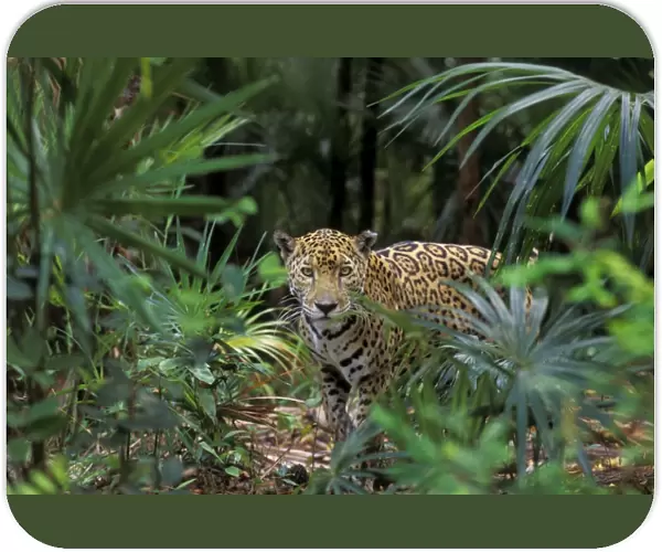Jaguar in Central American tropical jungle. 2mr276