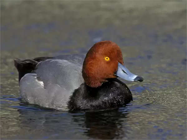 Redhead duck - Male California, USA bd731