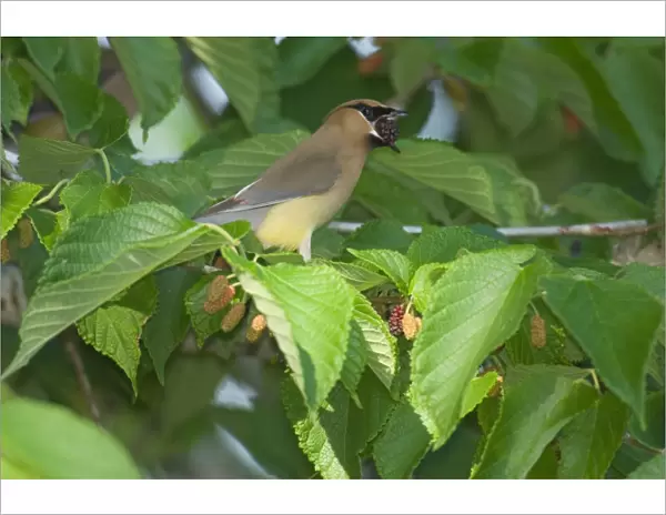 Cedar Waxwing - Feeding in mulberry tree, May Southern USA _TPL3886