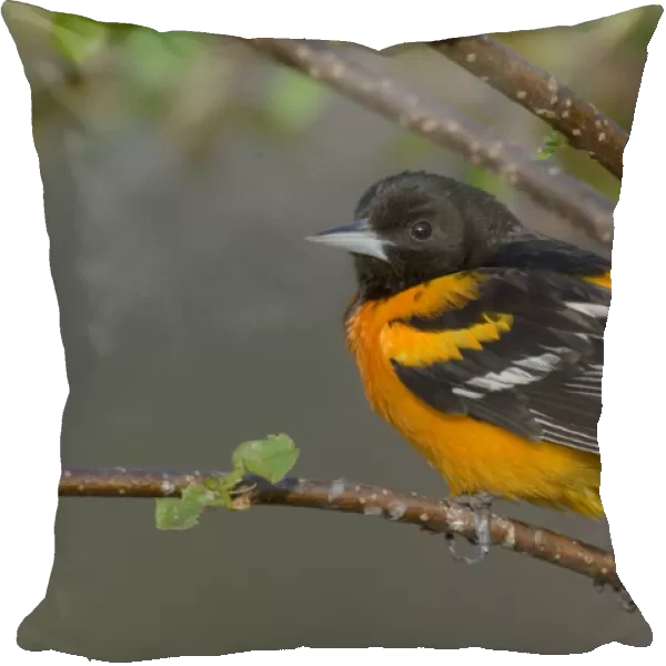 Northern Oriole - Male, May Great Lakes Region, Point Pelee, Ontario, Canada _TPL7598