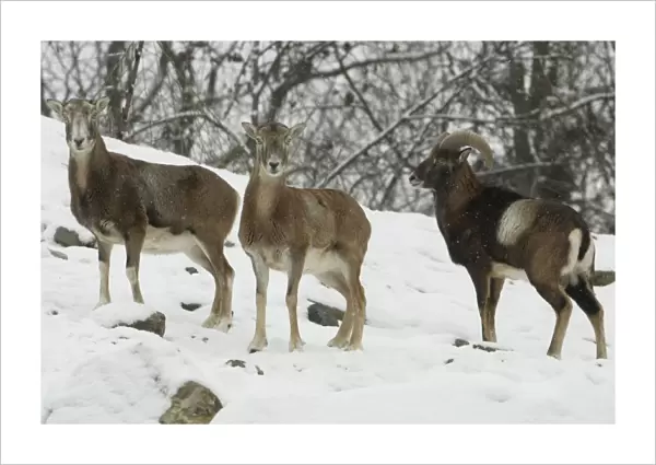 Mouflon Sheep - Ram (right) and ewes in snow covered woodland in winter. Lower Saxony, German