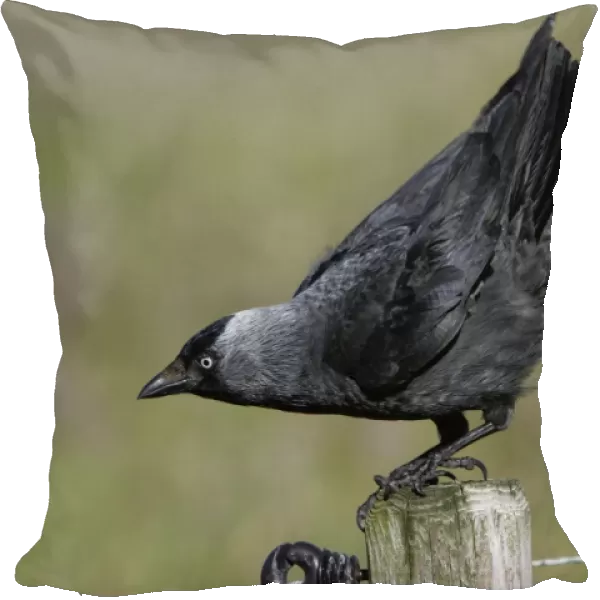 Jackdaw - Taking off from farm fence post Northumberland, England