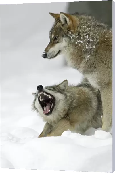 European Wolf - 2 animals in the snow, 1 yawning, winter Bavaria, Germany