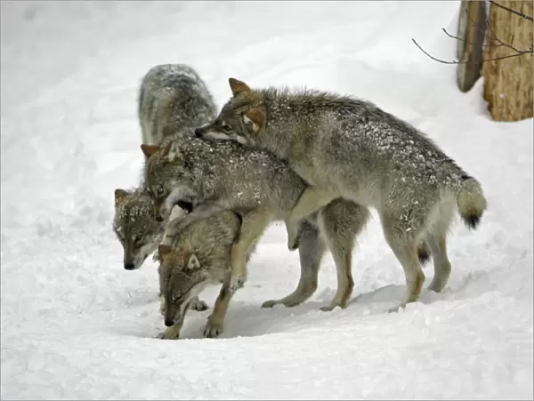 European Wolf - 3 young animals play fighting in snow, winter Bavaria, Germany