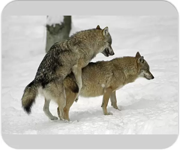 European Wolf - male and female alpha wolves copulating in snow, winter Bavaria, Germany