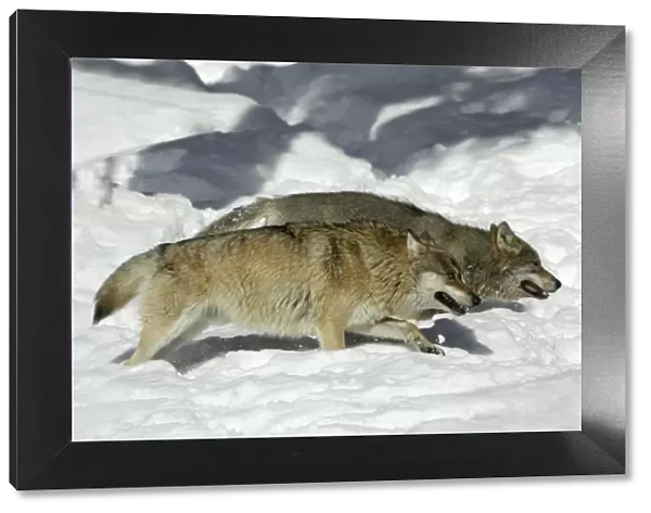 European Wolf- 2 animals hunting in snow, winter Bavaria, Germany