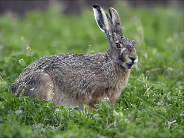 European Hare- eating clover on fallow land, Neusiedler See NP, Austria