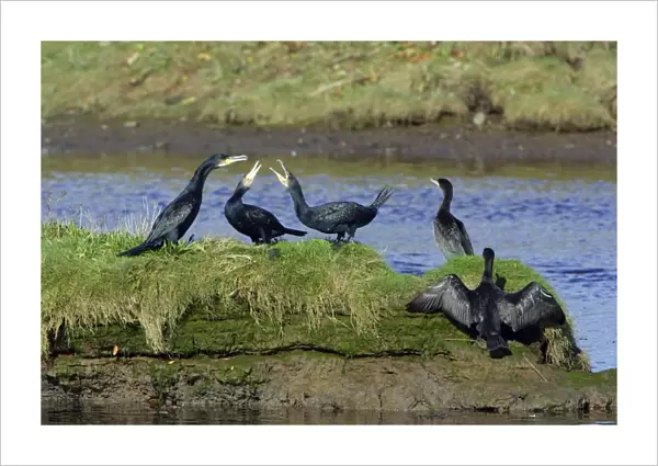Cormorant - birds squabbling on island in river, River Aln. Northumberland, UK